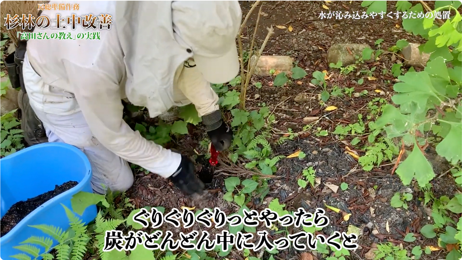 杉林の土中改善｜房総準備作務解説